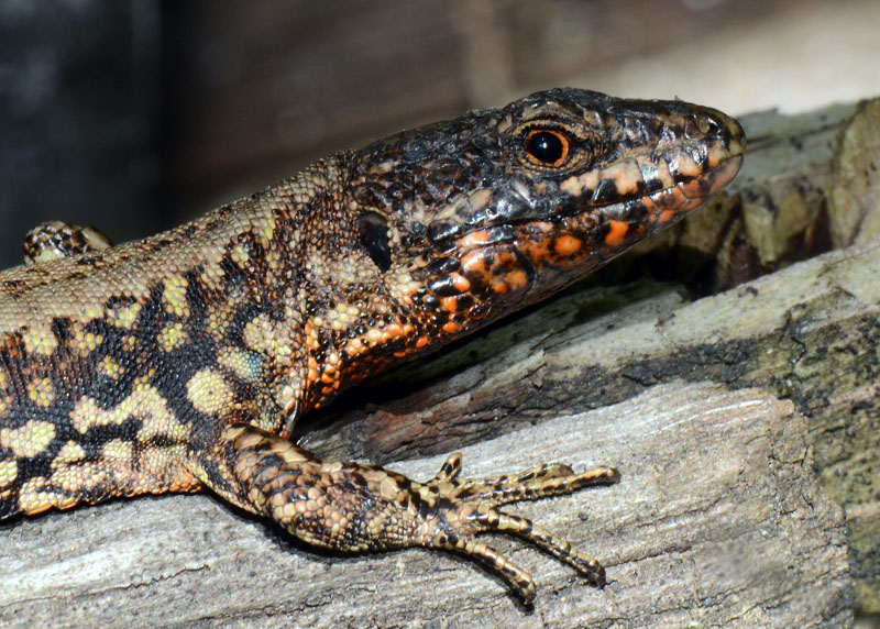 Interazione tra lucertole Podarcis muralis